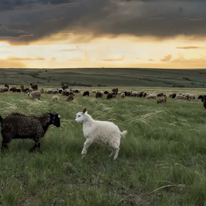 笔盒beatbox在线观看
